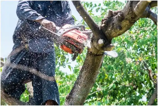 tree services Cross Roads